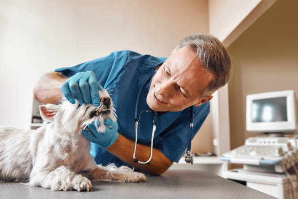 Best Walk-In Emergency Dental Services in Fort Campbell North, KY